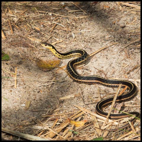 Common Garter Snake