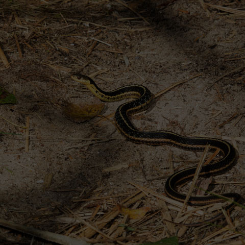 Common Garter Snake