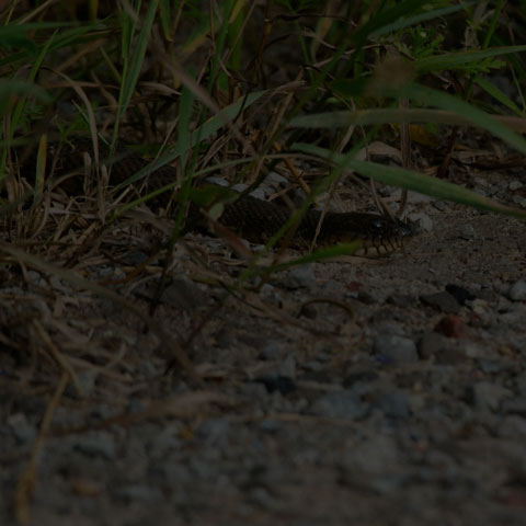 Northern Watersnake