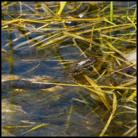 Northern Watersnake