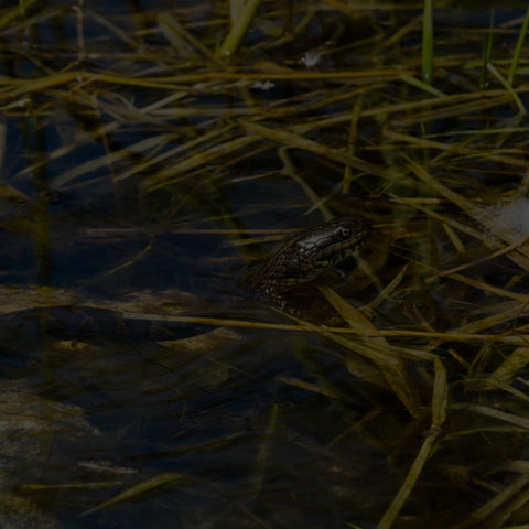 Northern Watersnake