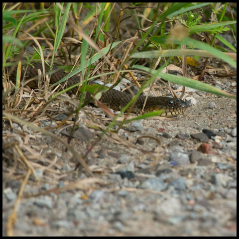 Northern Watersnake