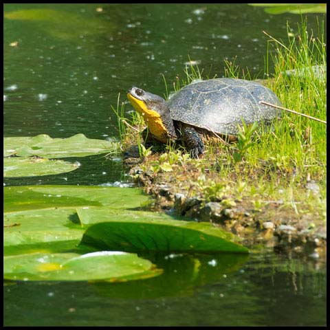 Blanding's Turtle