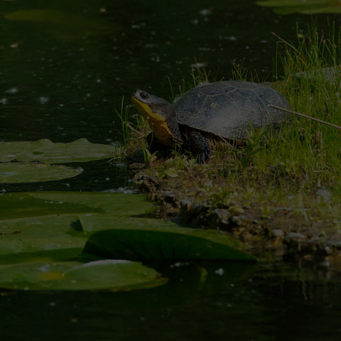 Blanding's Turtle