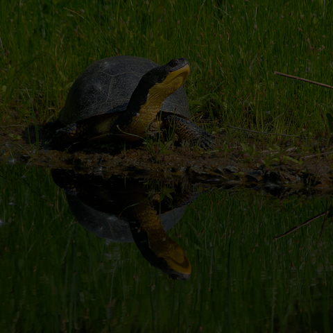 Blanding's Turtle