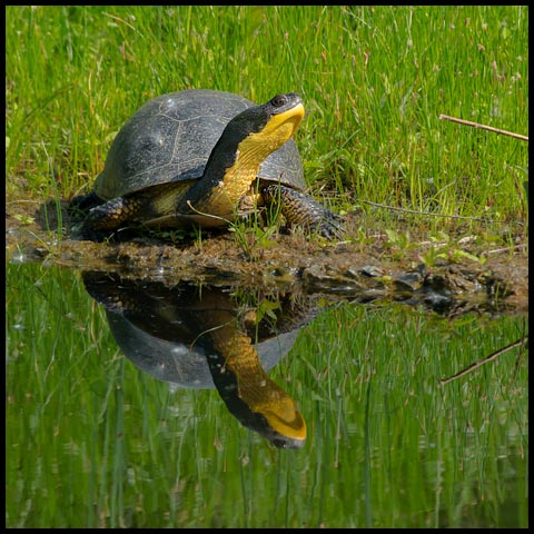 Blanding's Turtle