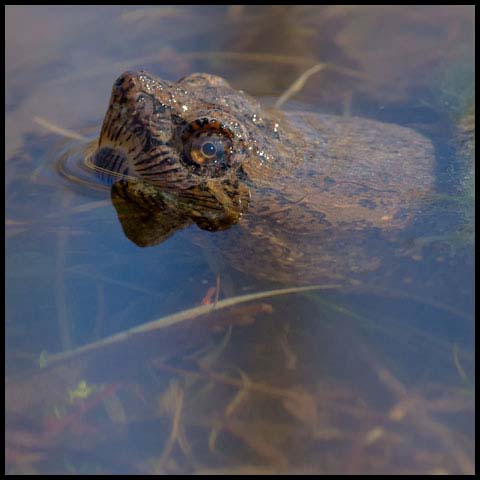 Common Snapping Turtle