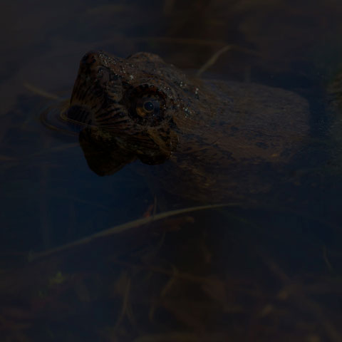 Common Snapping Turtle