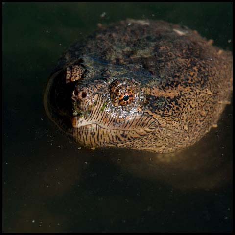 Common Snapping Turtle