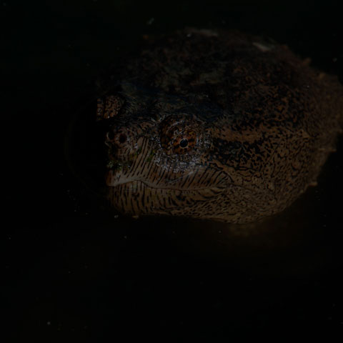 Common Snapping Turtle