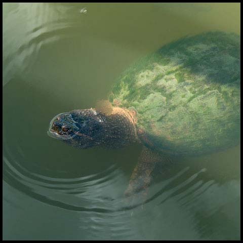 Common Snapping Turtle