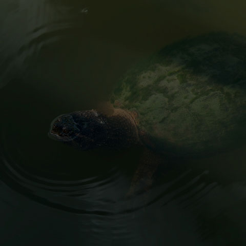 Common Snapping Turtle