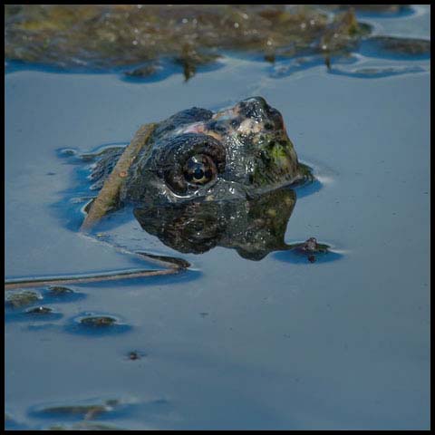 Common Snapping Turtle