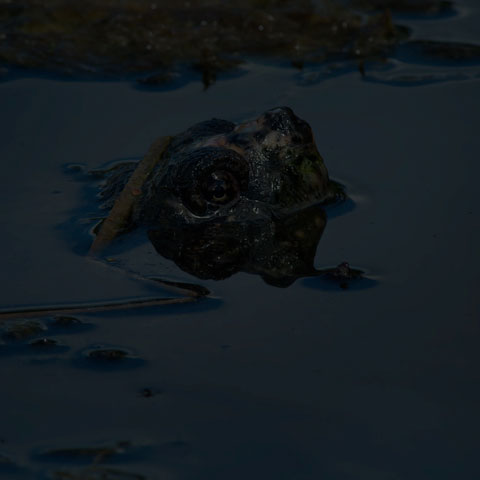 Common Snapping Turtle