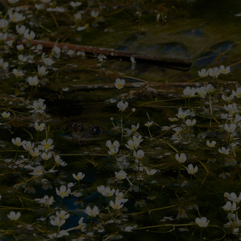 Common Snapping Turtle