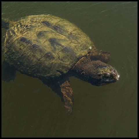 Common Snapping Turtle