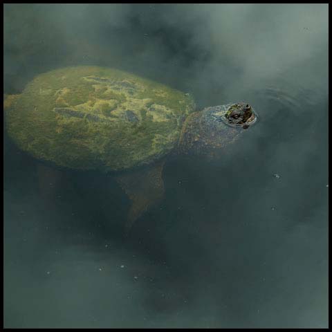 Common Snapping Turtle