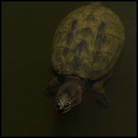 Common Snapping Turtle