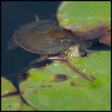 Midland Painted Turtle