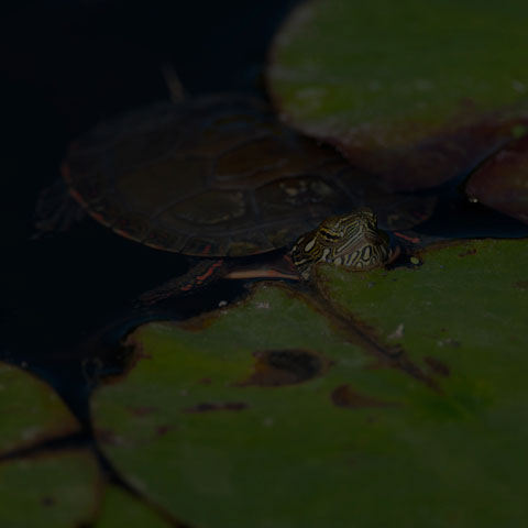 Midland Painted Turtle