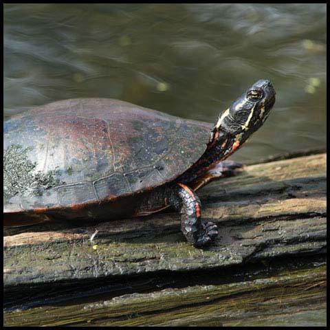 Midland Painted Turtle