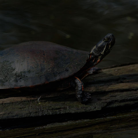 Midland Painted Turtle