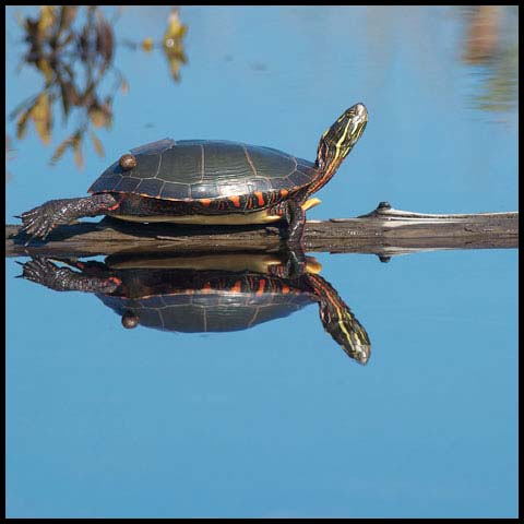 Midland Painted Turtle