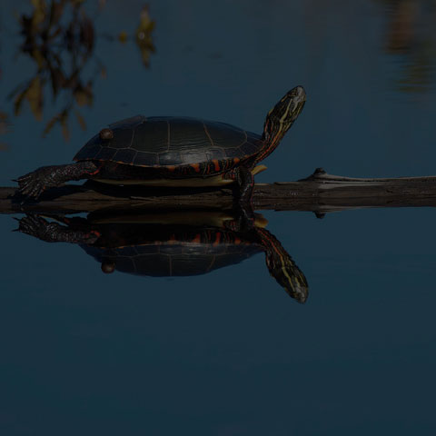 Midland Painted Turtle