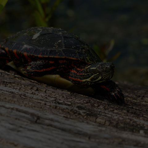 Midland Painted Turtle