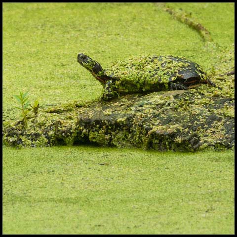 Midland Painted Turtle