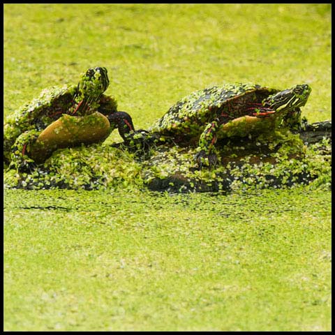 Midland Painted Turtle