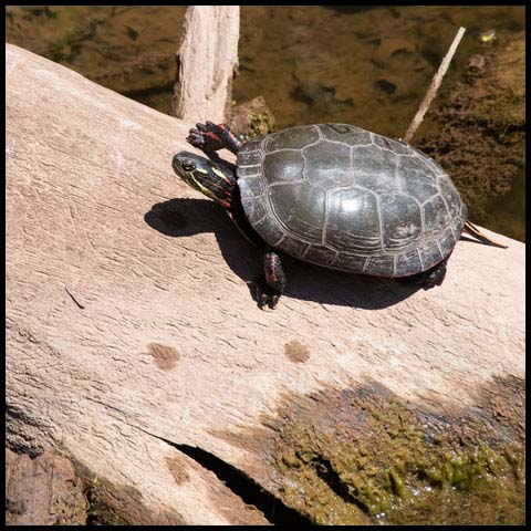 Midland Painted Turtle