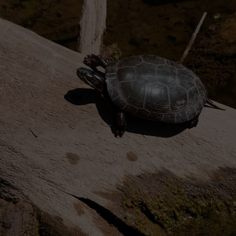 Midland Painted Turtle