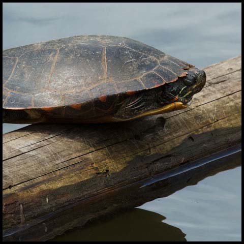 Midland Painted Turtle