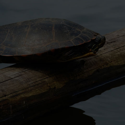 Midland Painted Turtle