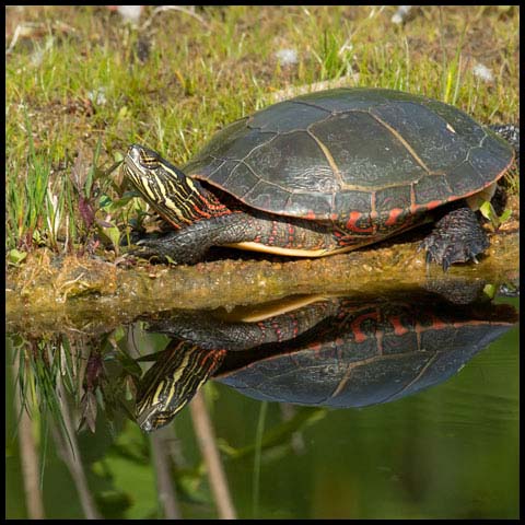 Midland Painted Turtle