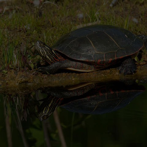 Midland Painted Turtle