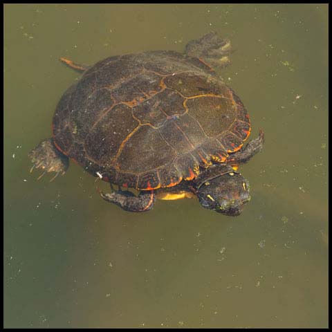 Midland Painted Turtle