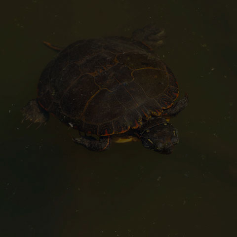 Midland Painted Turtle