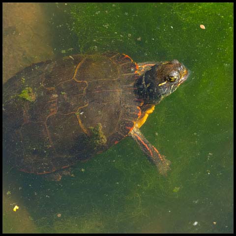 Midland Painted Turtle