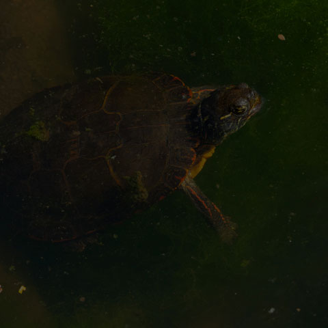 Midland Painted Turtle