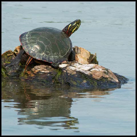 Midland Painted Turtle