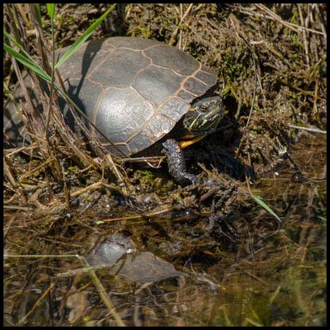 Midland Painted Turtle