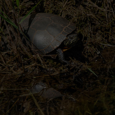 Midland Painted Turtle