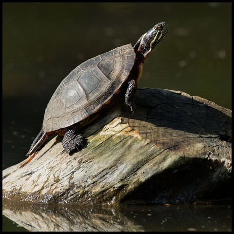 Midland Painted Turtle