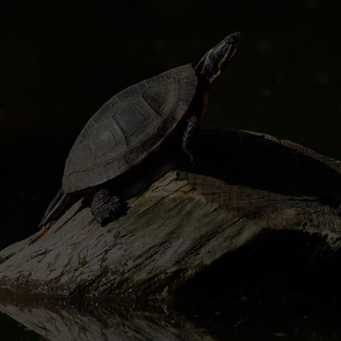 Midland Painted Turtle