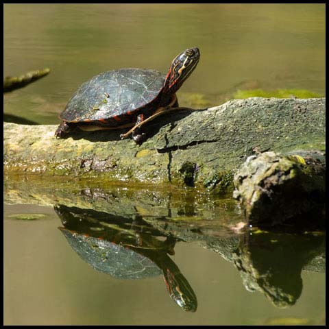 Midland Painted Turtle