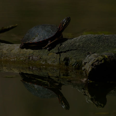 Midland Painted Turtle