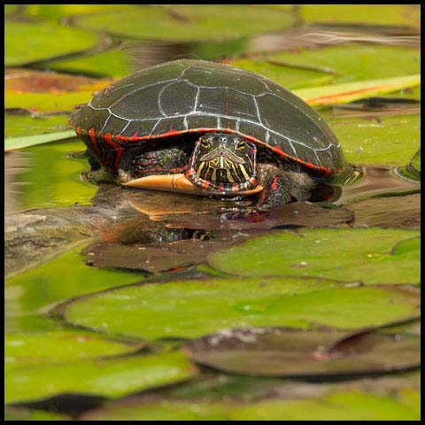 Midland Painted Turtle