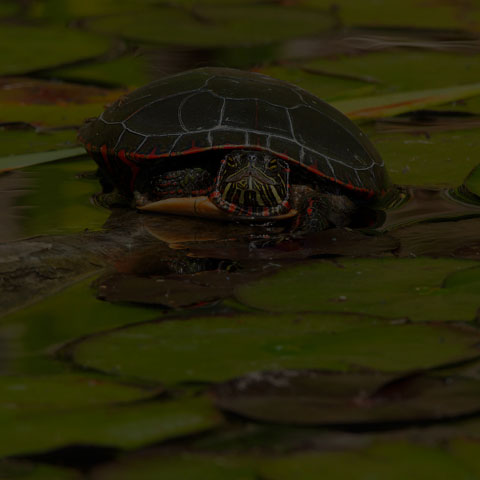 Midland Painted Turtle